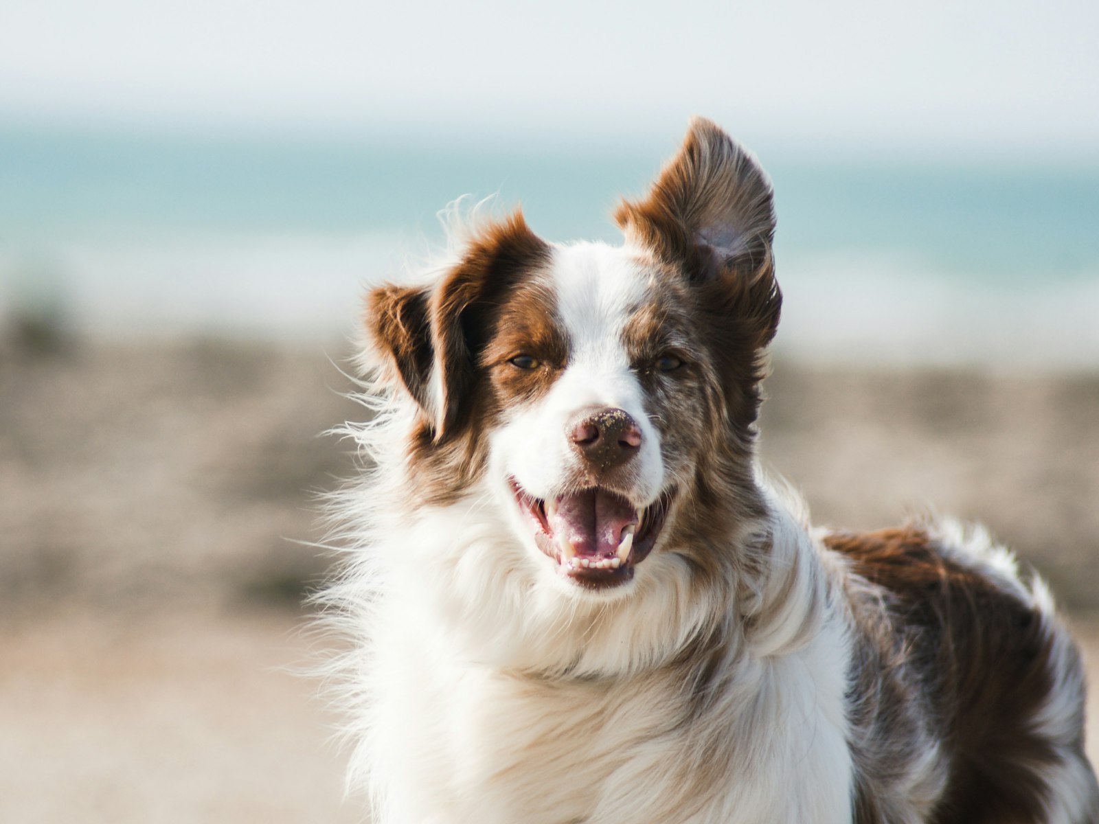 Australian Shepherd im Freien