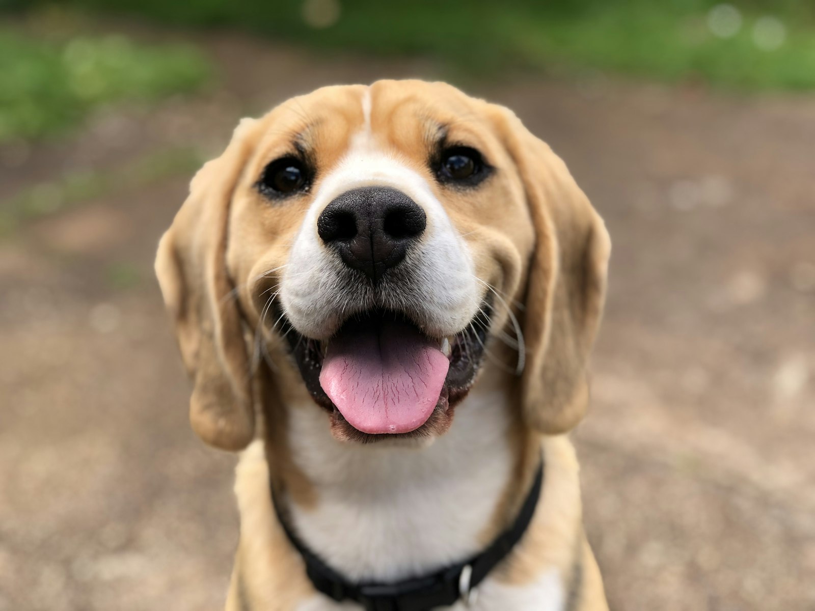 Fröhlicher Beagle