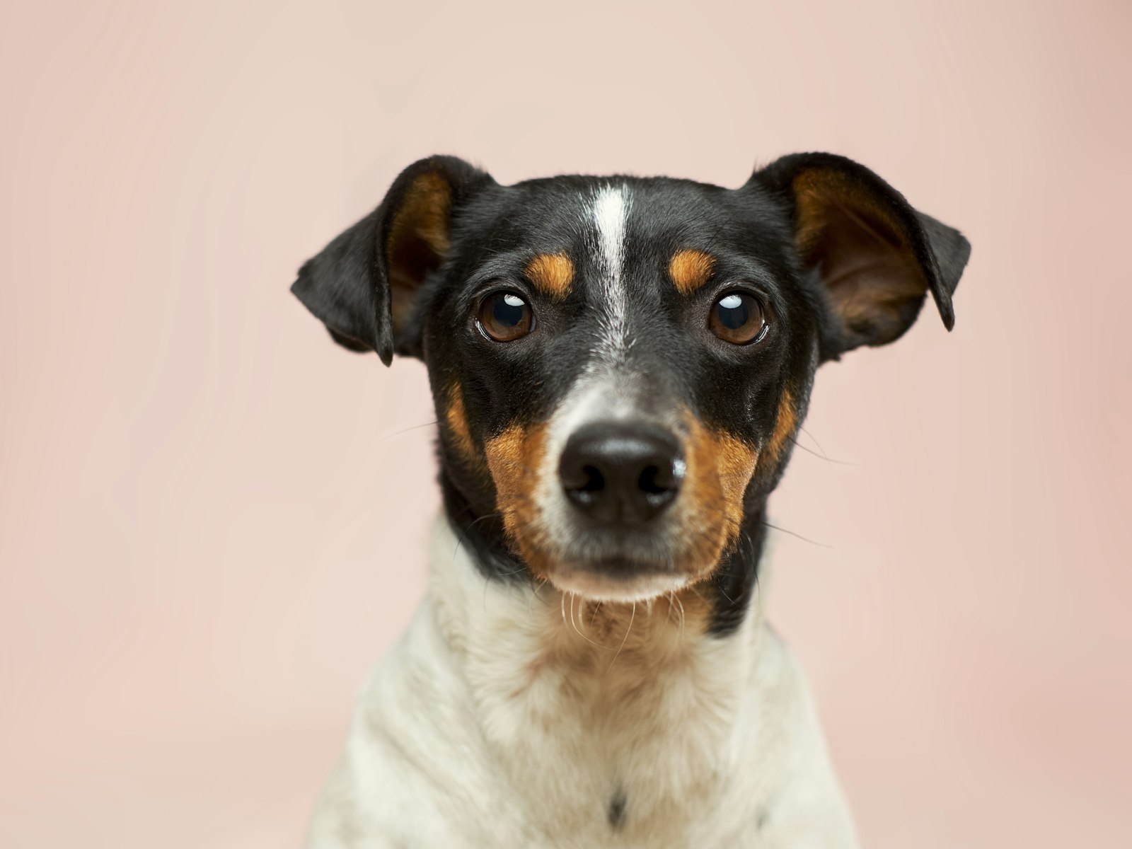 Terrier-Porträt vor sanftem Hintergrund
