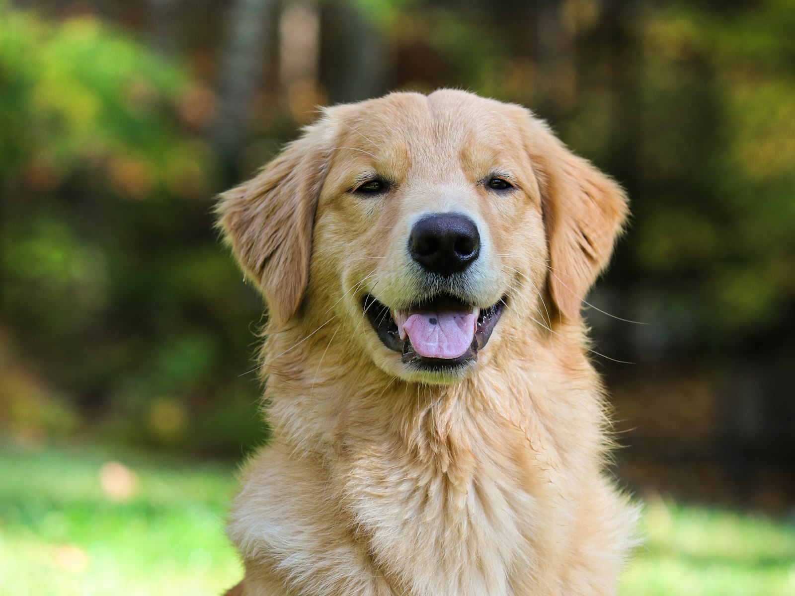 Golden Retriever im Grünen