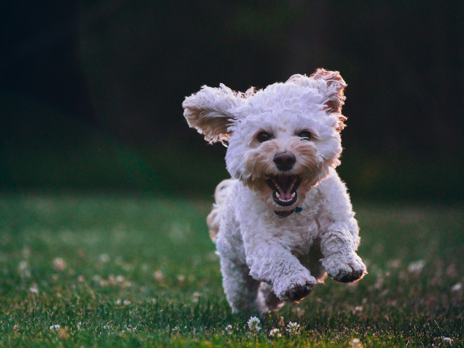 Fröhlicher flauschiger Hund rennt über eine Wiese